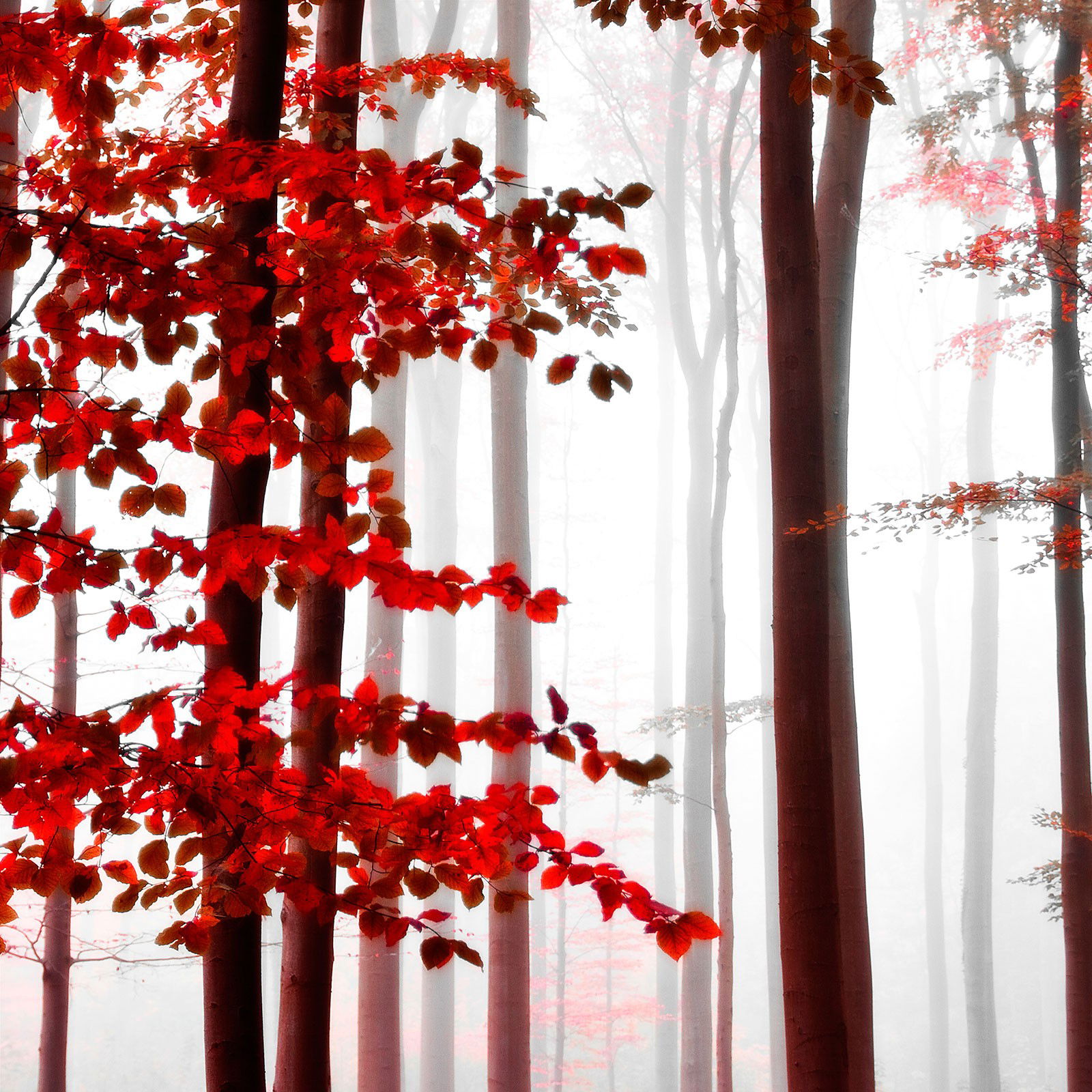Purple Wood by Christiane Steinicke - Open Edition.