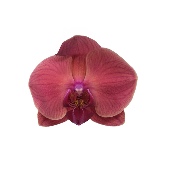 PHALAENOPSIS ASIAN CORAL 2 TIGES D12 H55