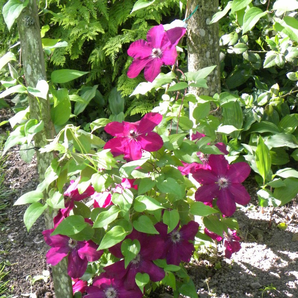 Clématite westerplatte/clematis westerplatte[-]godet - 5/20 cm