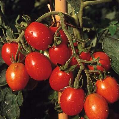 Gemüsesamen Tomaten alte Land- und Haussorten