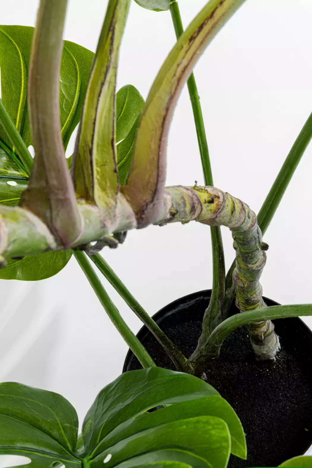 Deko Pflanze 51683 Monstera