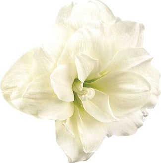 Amaryllis (Hippeastrum 'Alfresco') D 13 H 25 cm