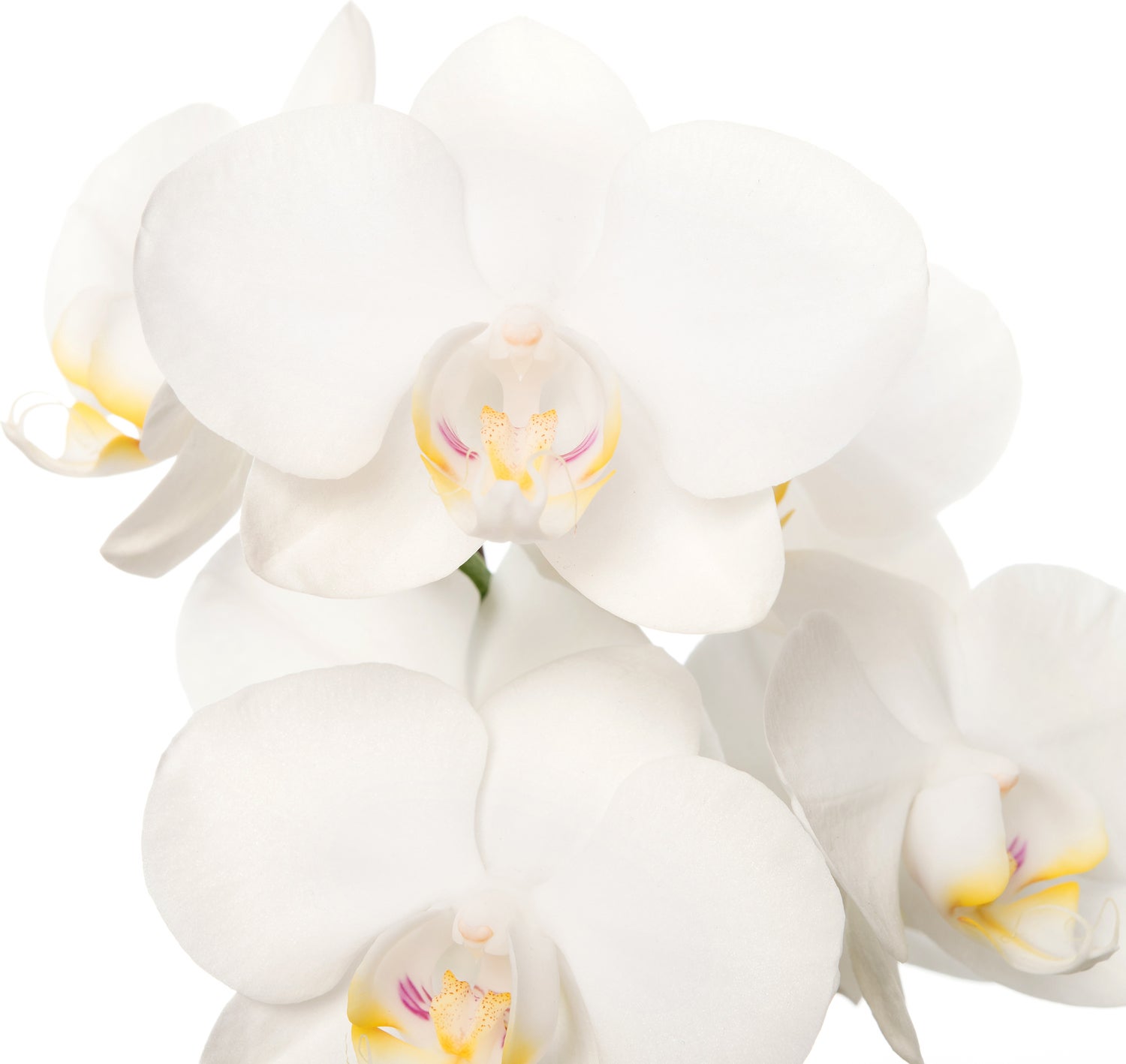 Mini Vlinderorchidee 3 tak (Phalaenopsis 'Little Kolibri') wit D 9 H 30 cm