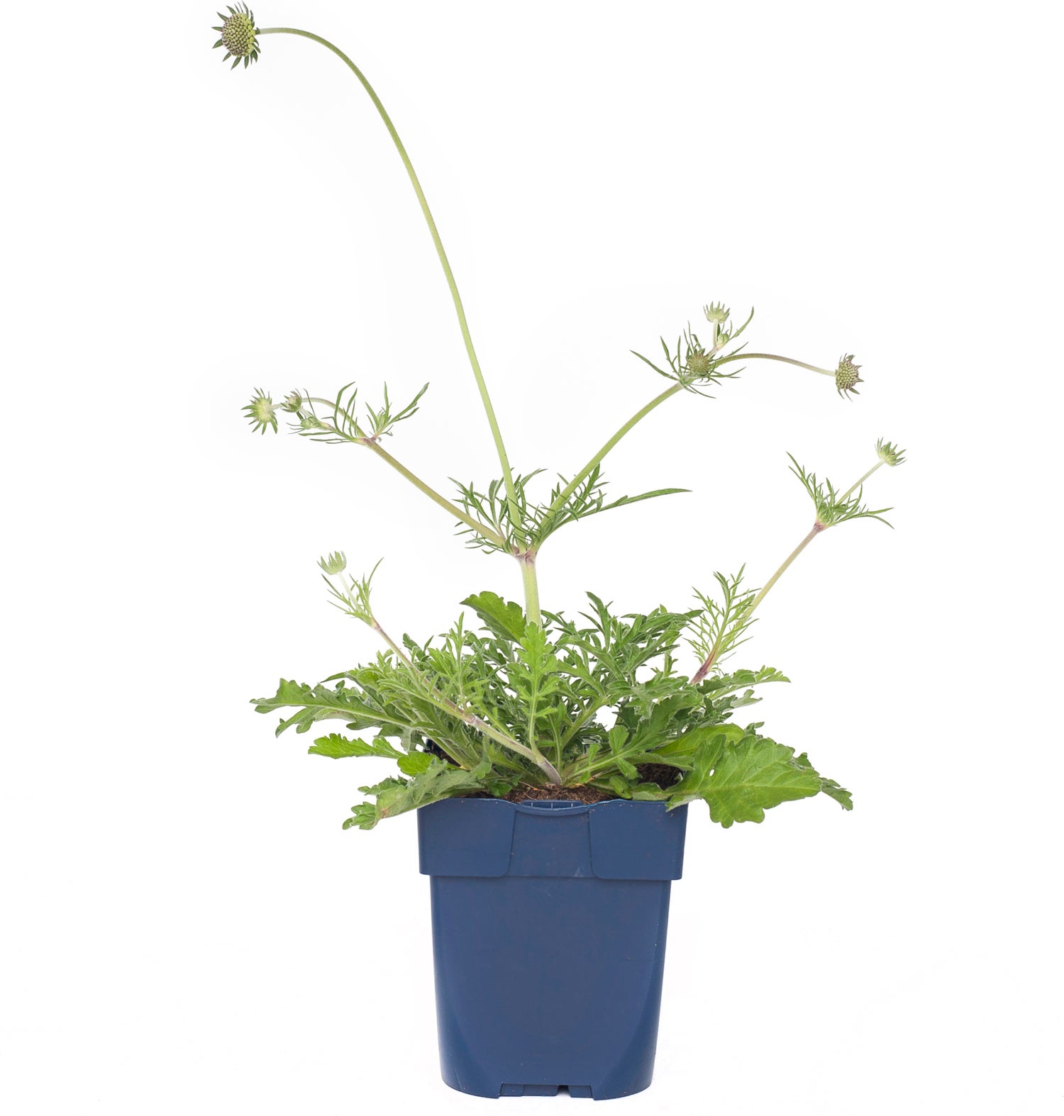 Duifkruid (Scabiosa columbaria 'Butterfly Blue') D 11 H 10 cm