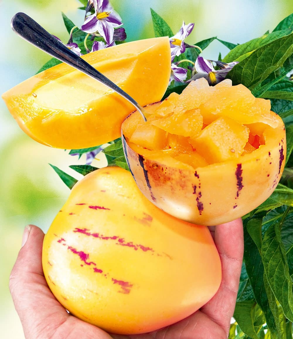Melonen-Raritäten-Kollektion