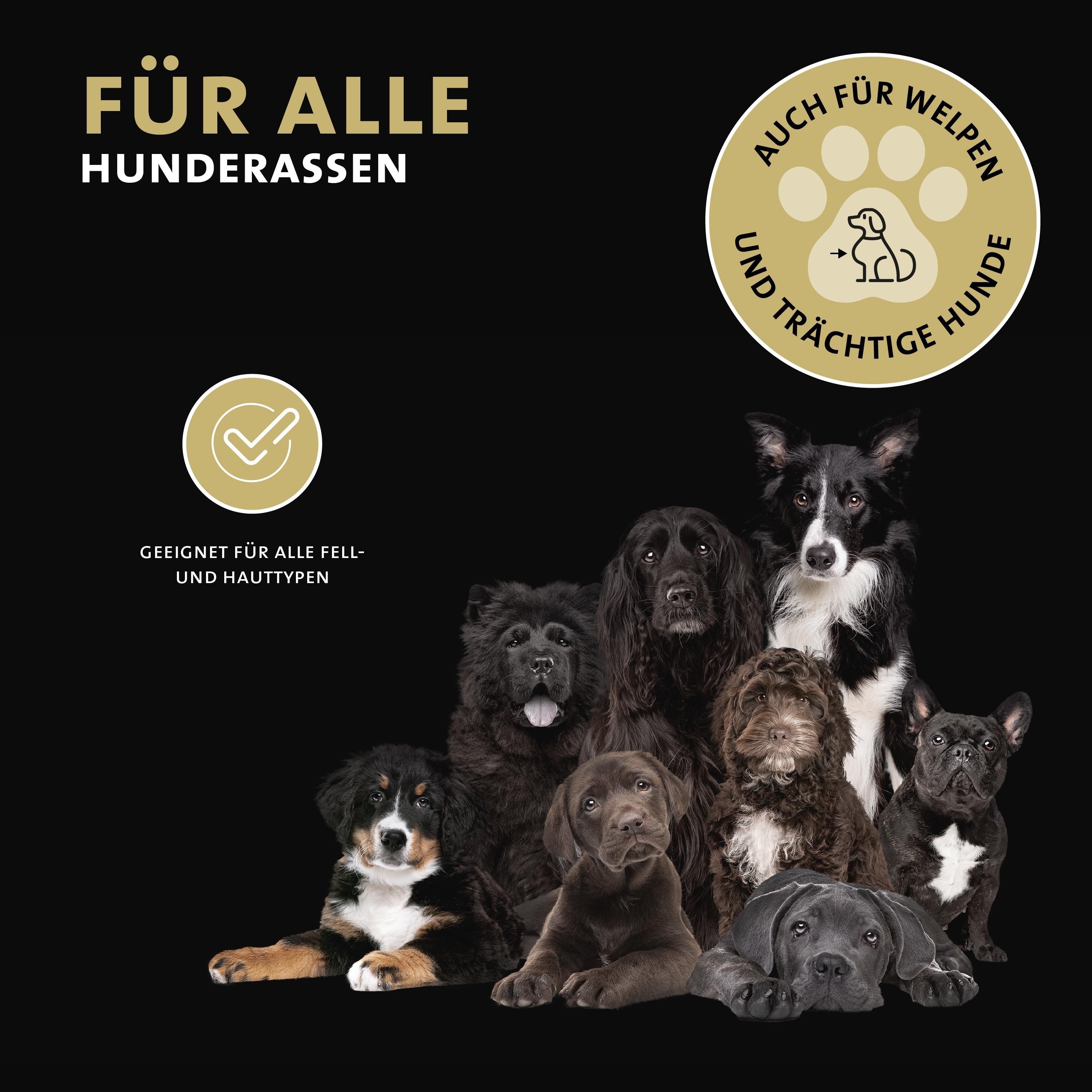 Peticare Anti-Schuppen Shampoo für Hunde, bei Juckreiz & Hautirritationen