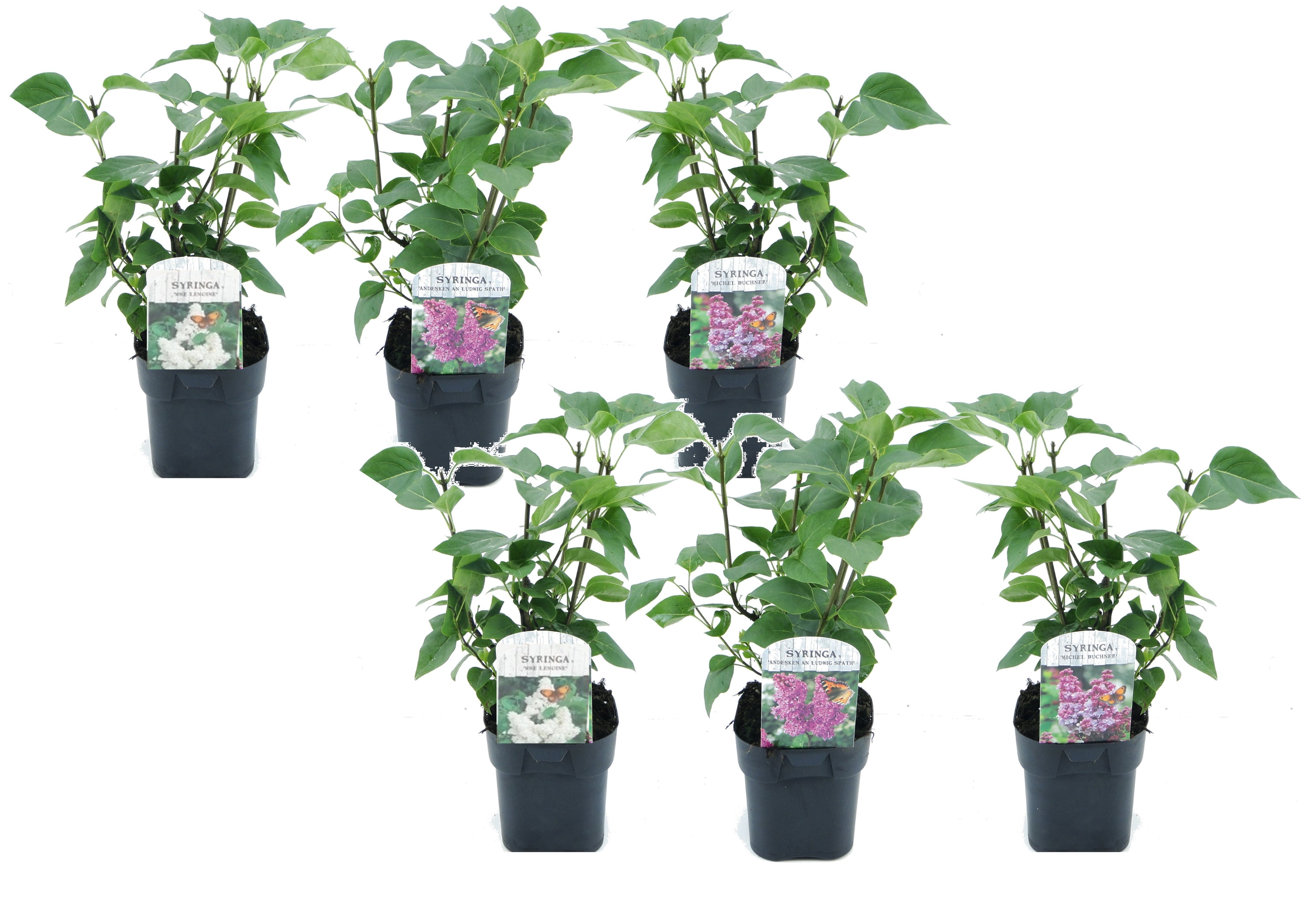 Syringa vulgaris - mélange de 6 - lilas commun - pot 17cm - hauteur 25-40cm