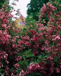 Weigela florida 'Korea' Roseklokkebusk 'Korea' Ø22 cm