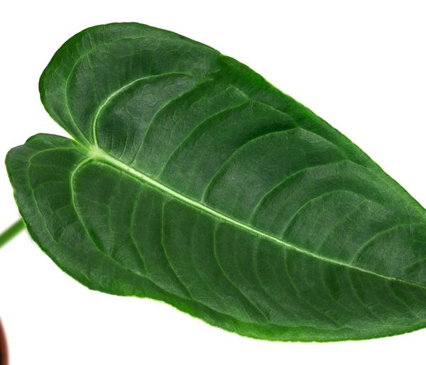 Herzblattblume - Anthurium veitchii