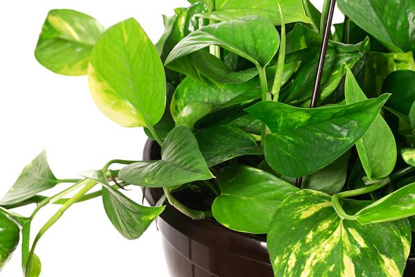 Efeutute - Epipremnum aureum 'Torro', Ampel