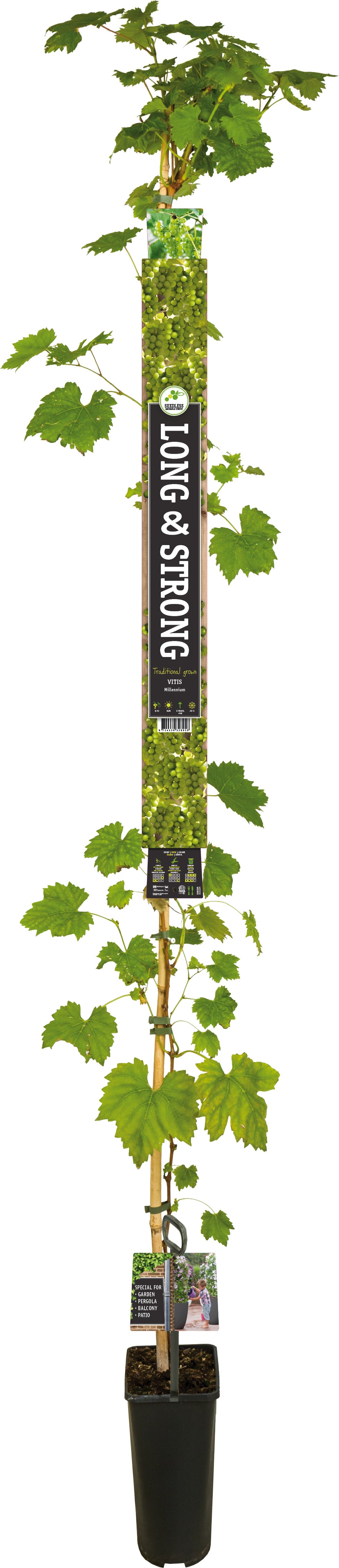 Pitloze Witte Druif (Vitis vinifera 'Millennium') D 23 H 210 cm