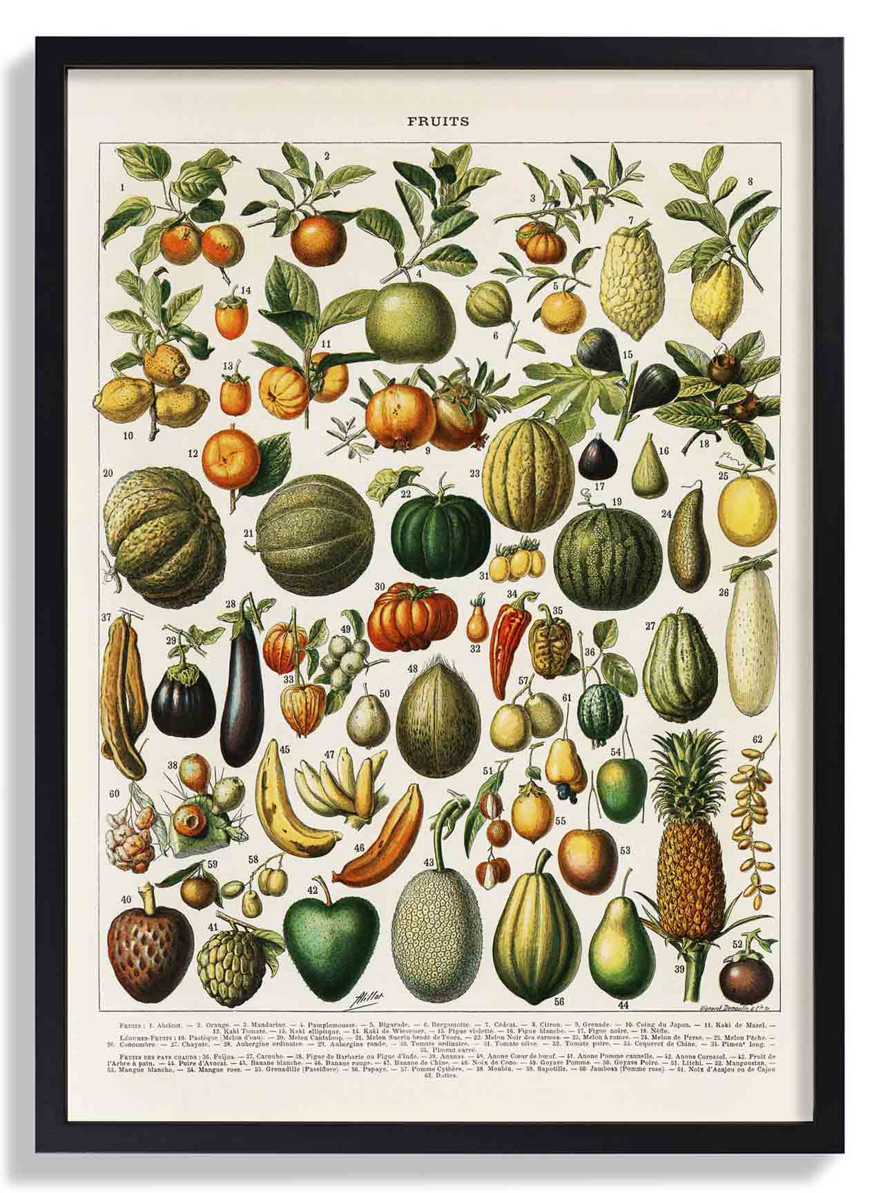 Früchte und Hülsenfrüchte antik von Adolphe Millot