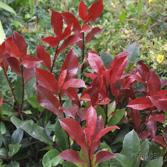 Photinia x fraseri ' Carré Rouge ':H 30/40 cm pot 3L
