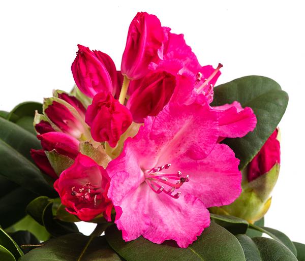 Rhododendron