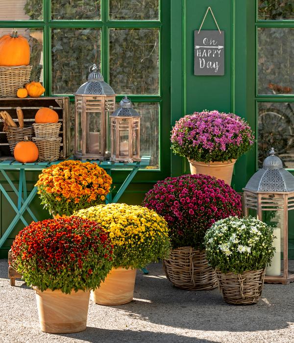 Herbst-Chrysantheme