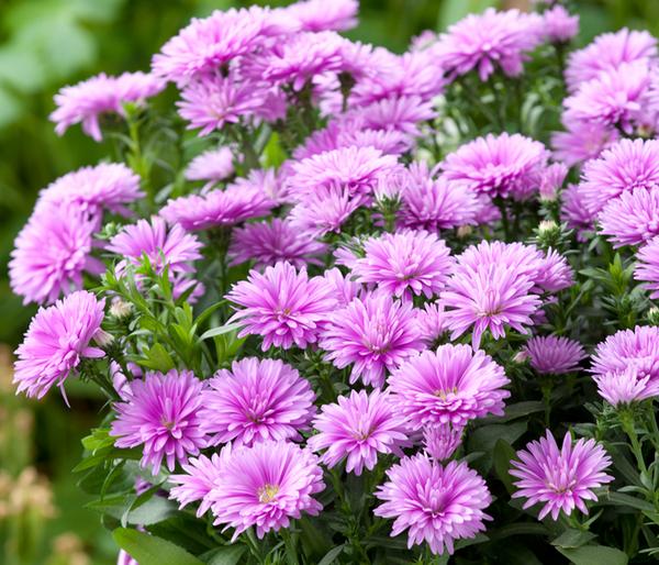 Glattblatt-Aster