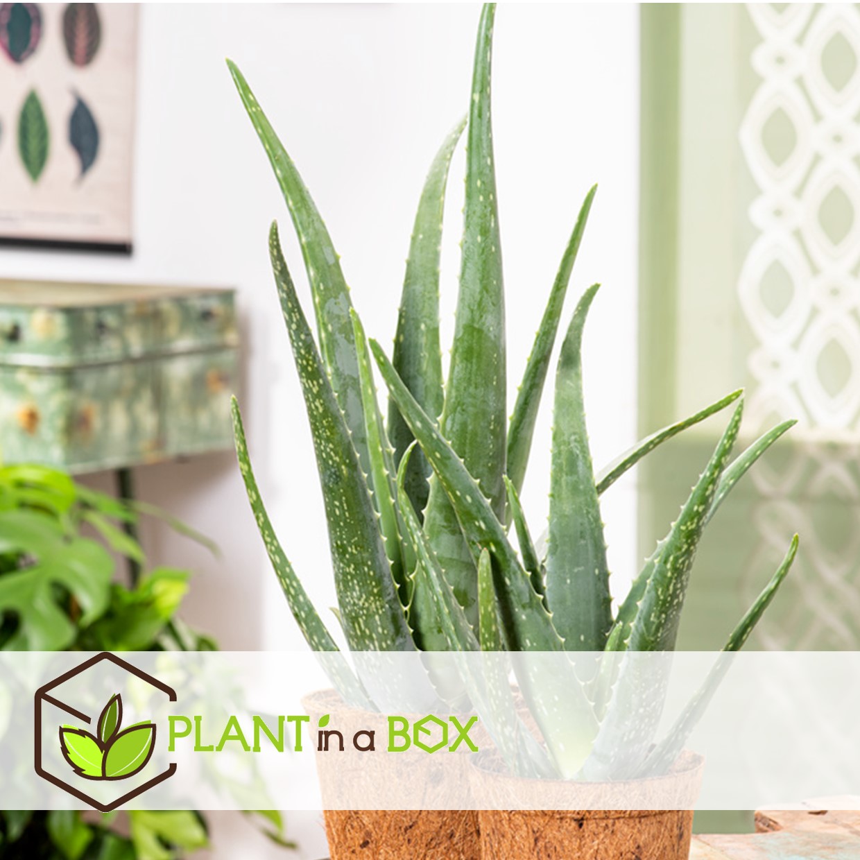 Aloe vera - set de 2 - succulente - pot 10,5cm - hauteur 25-40cm