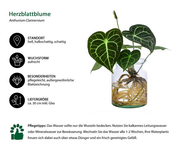 Waterplant Herzblattblume im Glas - Anthurium