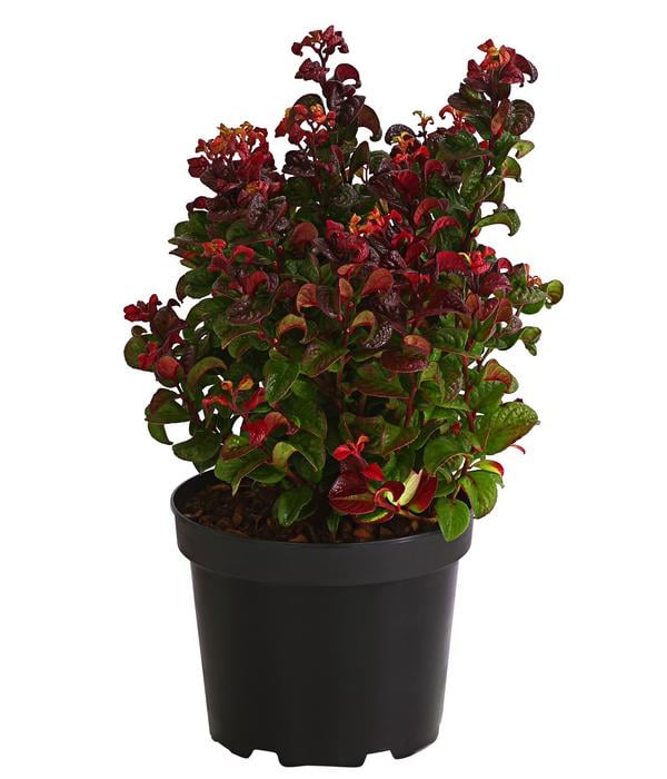 Traubenheide 'Curly Red'