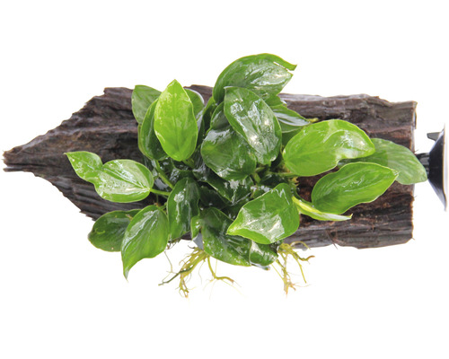 Voedingswortel met dwergspeerblad - Voedingswortel Anubias nana ca. 16 x 7 x 12 cm