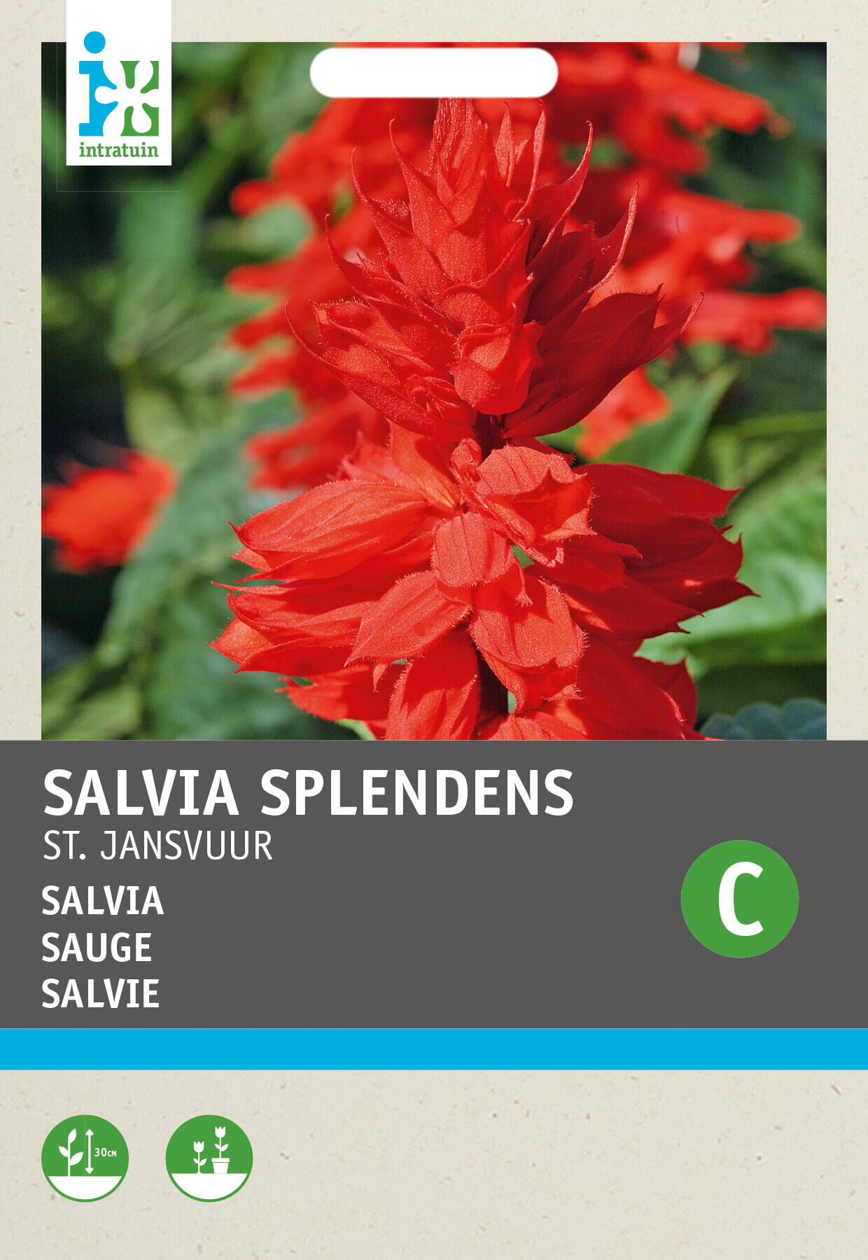Intratuin bloemenzaad Vuursalie (Salvia splendens 'St Jansvuur')