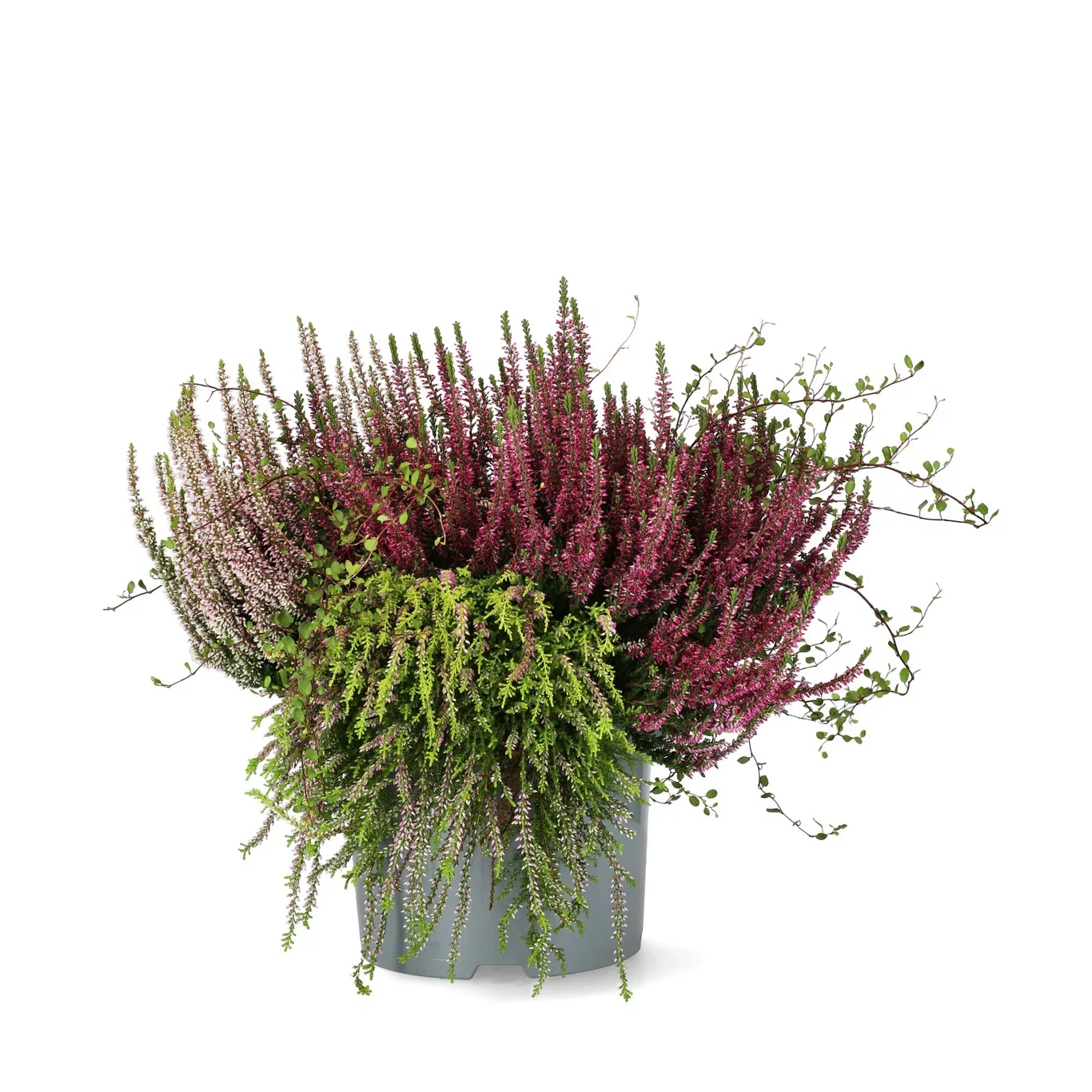 Calluna vulgaris (Beauty Ladies Series) 'Beauty Belle' Høstmix med Røsslyng BEAUTY LADIES  'Beauty Belle' Ø23 cm
