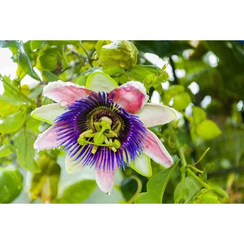 Passiflora edulis var. Flavicarpa (fruit de la passion (grenadille jaune) taille pot de 2 litres - 80/100 cm