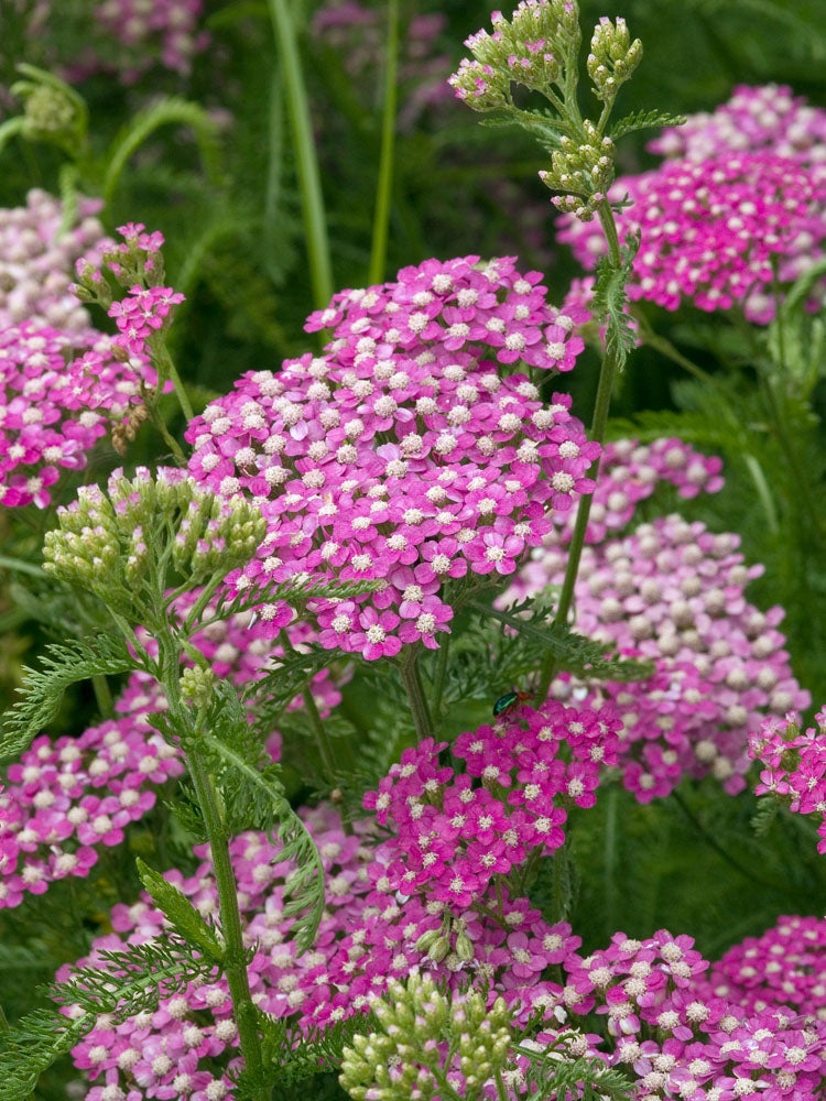 Duizendblad (Achillea millifolium 'Cerise Queen') D 9 H 10 cm
