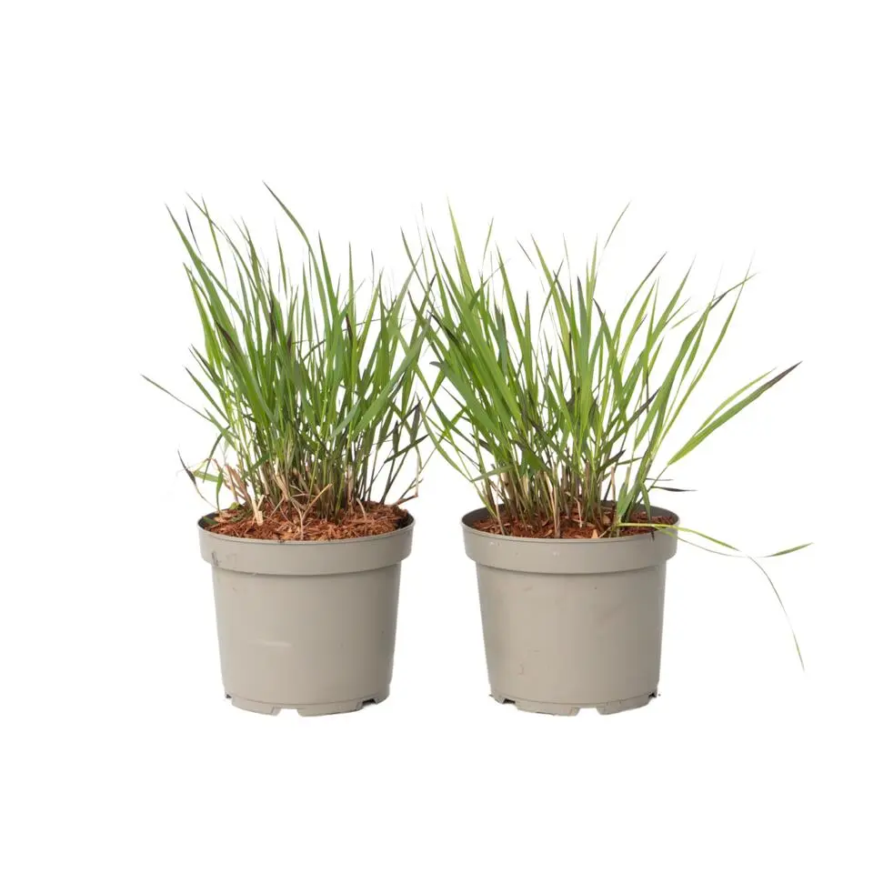 Vingergras - 2 stuks - Panicum Virgatum 'Squaw' - Hoogte 40-60cm - ⌀23cm