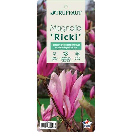 Magnolia x Ricki : conteneur rond carré de 5 L