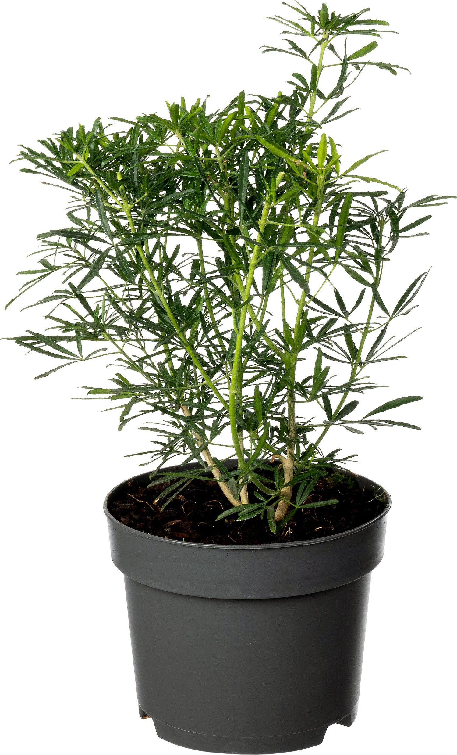 Mexicaanse Oranjebloesem (Choisya ternata 'White Dazzler') D 17 H 25 cm