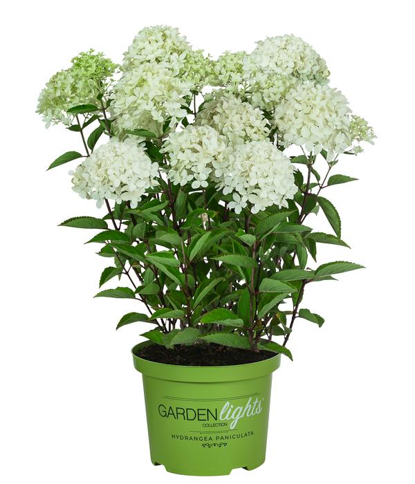 Rispen-Hortensie 'Whitelight'®