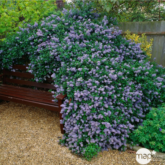 Ceanothus thyrsiflorus ' Repens ' : ctr 7 litres (bleu pâle)
