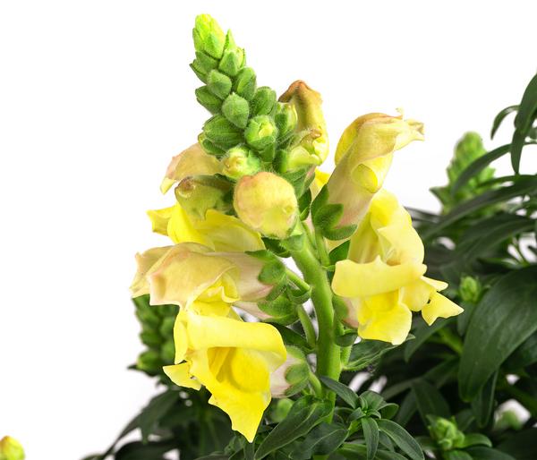 Garten-Löwenmäulchen, verschiedene Farben