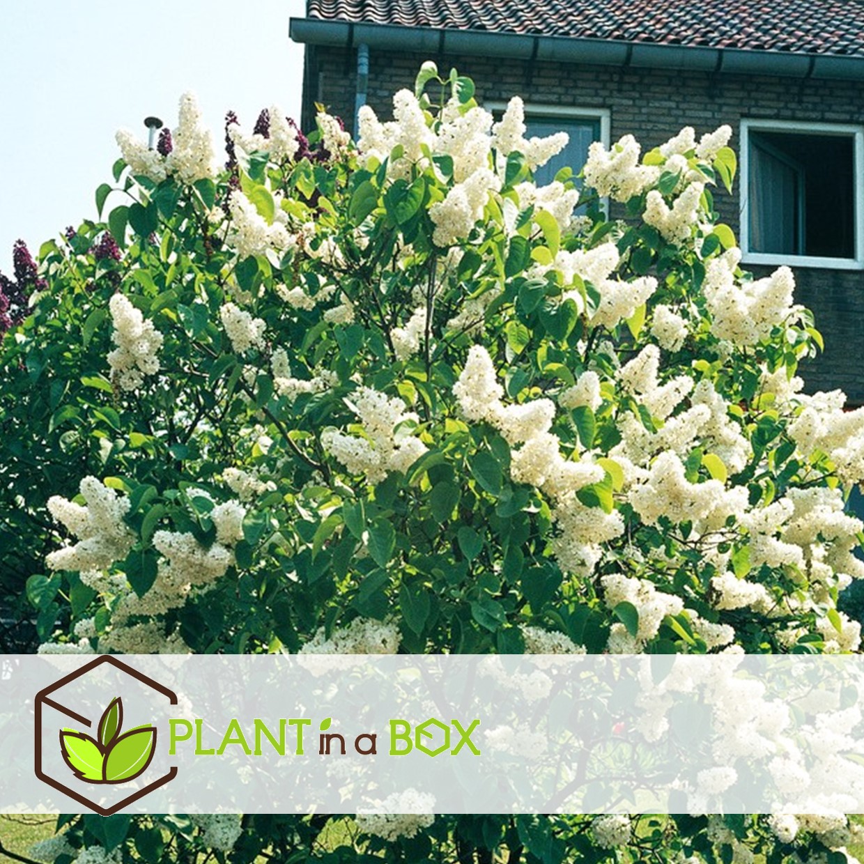 Syringa vulgaris - mélange de 6 - lilas commun - pot 17cm - hauteur 25-40cm