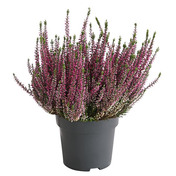Knospenheide, verschiedene Farben