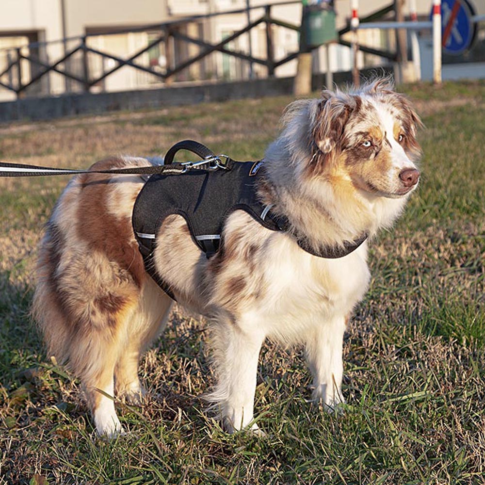 Ferplast harnais grand chien ergotrekking large, harnais chien anti-évasion, anti-panique, lévrier, réfléchissant, 6 fermetures,