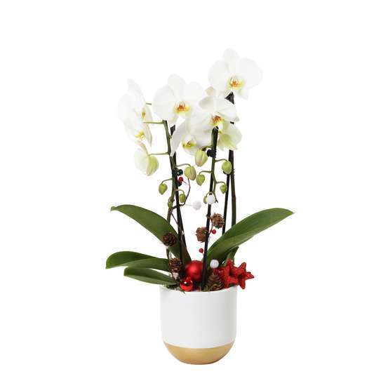 Orchidée phalaenopsis 2 tiges, cascade