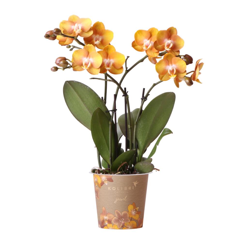 Kolibri orchideen - orchidée phalaenopsis orange gold - taille du pot 12cm - jewel las vegas