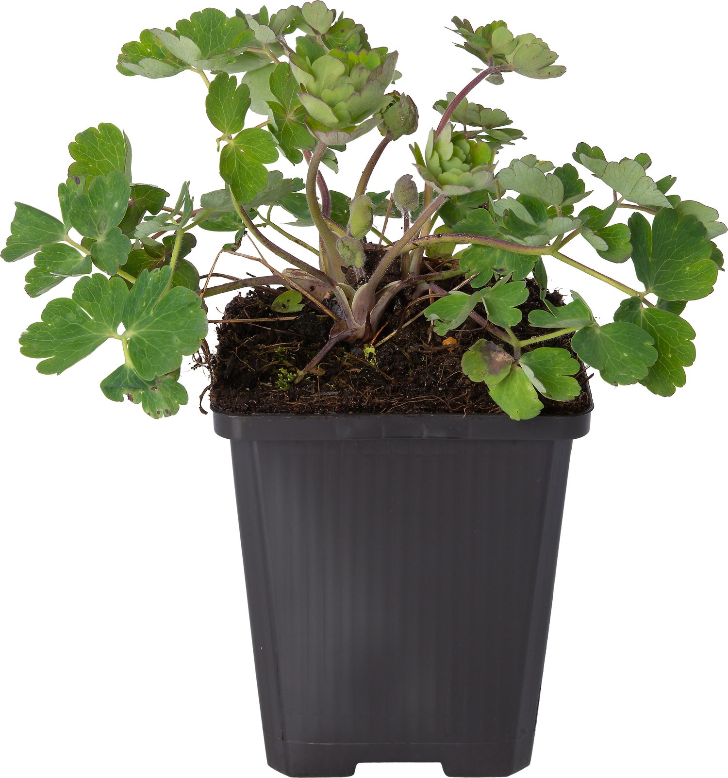 Akelei (Aquilegia vulgaris 'White star') D 9 H 10 cm