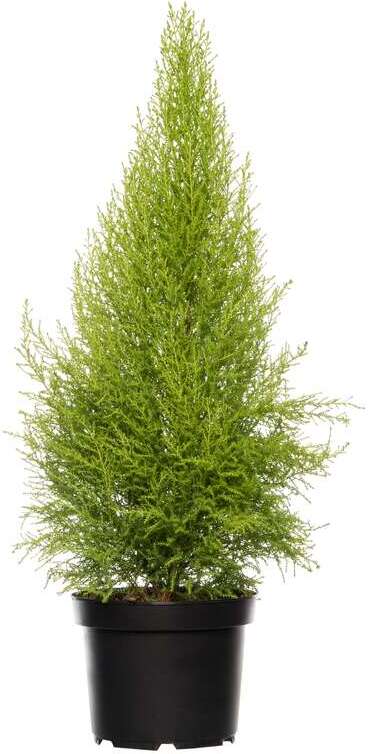 Cipres Cupressus macrocarpa 'Goldcrest Wilma' D 8,5 H 30 cm