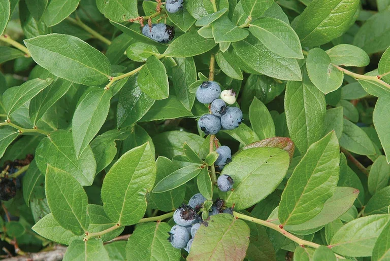 Vaccinium corymbosum 'Polaris' Hageblåbær 'Polaris' Ø17 cm