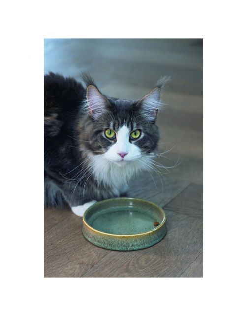 Designed By Lotte Keramieke Eetbak Kat Jace - Kattenvoerbak - 15x15x3 cm 400 g Zwart