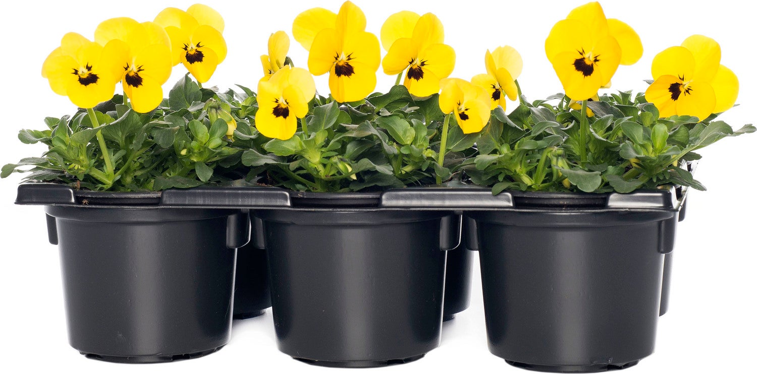 Hoornviool (Viola cornuta) sixpack geel met oog D 9 H 10 cm