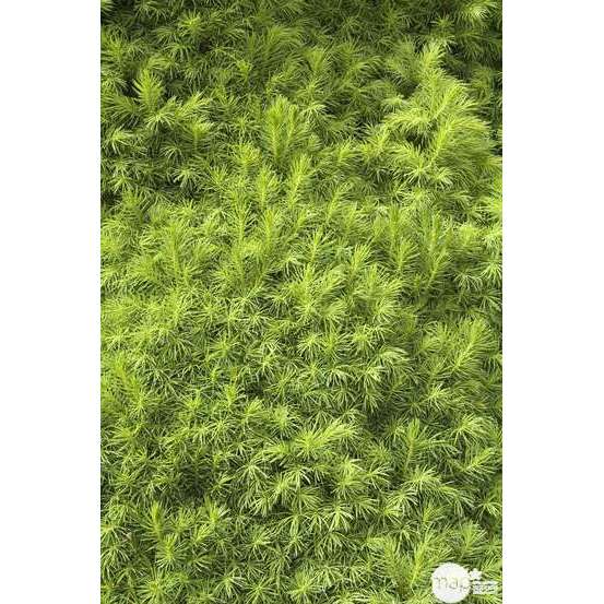 Picea glauca Conica H : 40/50 cm ctr 4L
