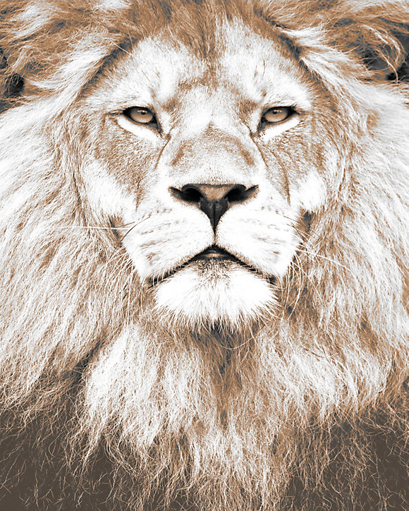 Affiche portrait Lion Dada Art L.40 x l.30 cm