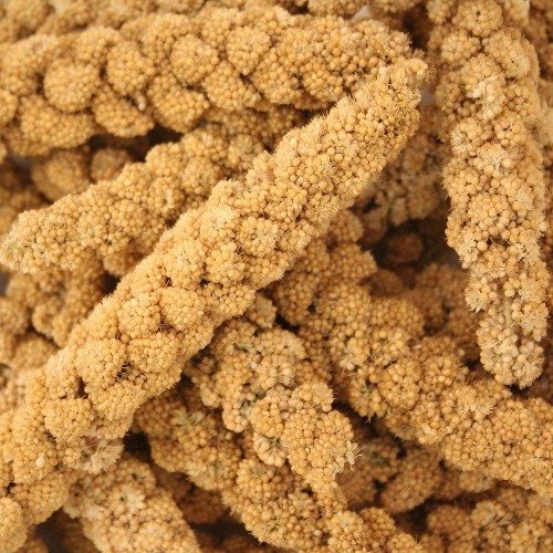 Painço com sabor natural para pássaros