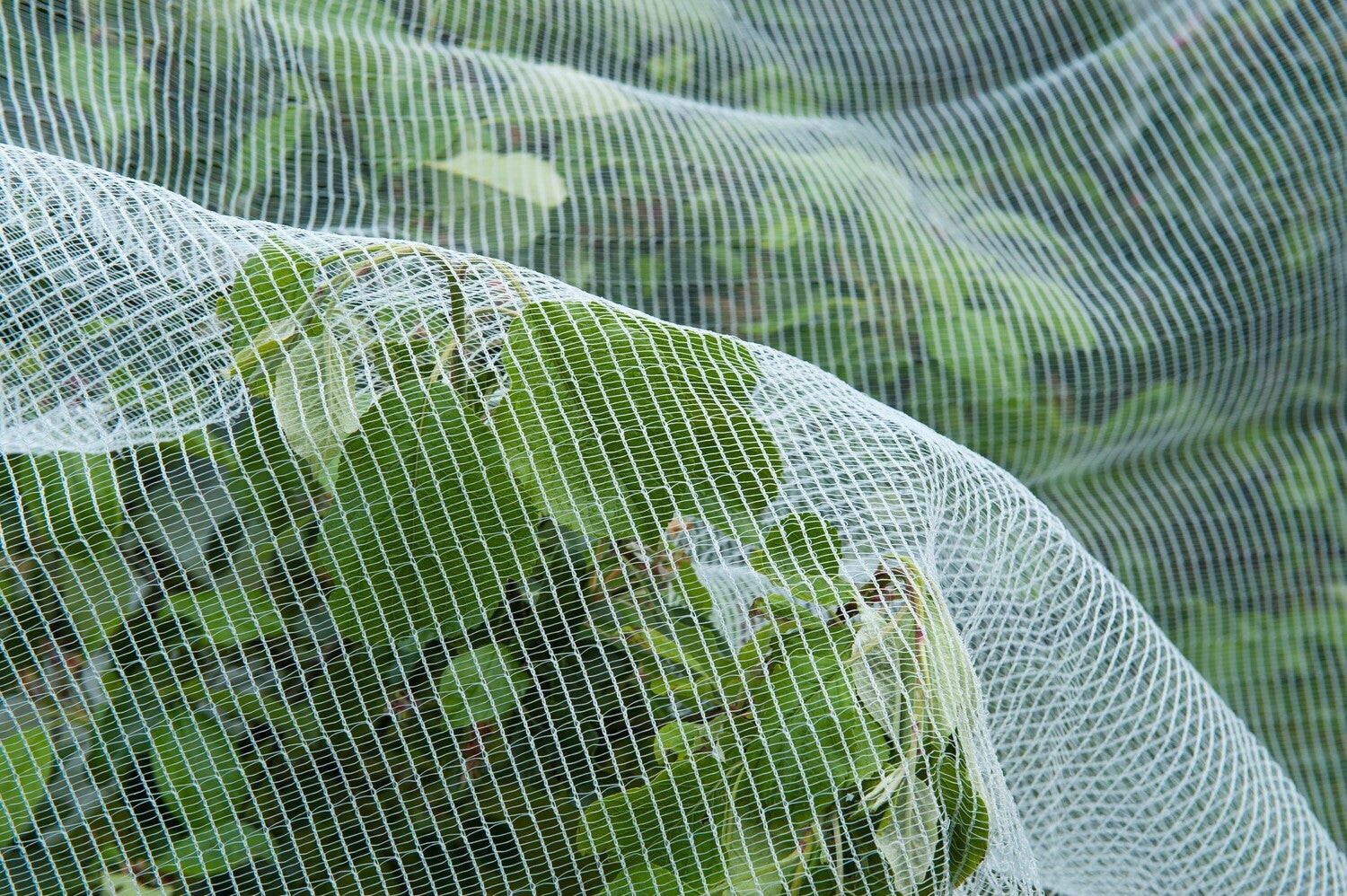 Nature insectengaas tegen fruitmot 5,20x5m