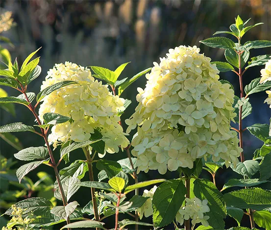 Rispenhortensie »Limelight«