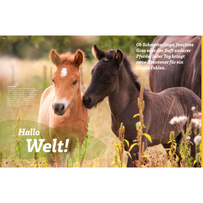 WAS IST WAS - Pferde - Freunde, Freiheit, Abenteuer